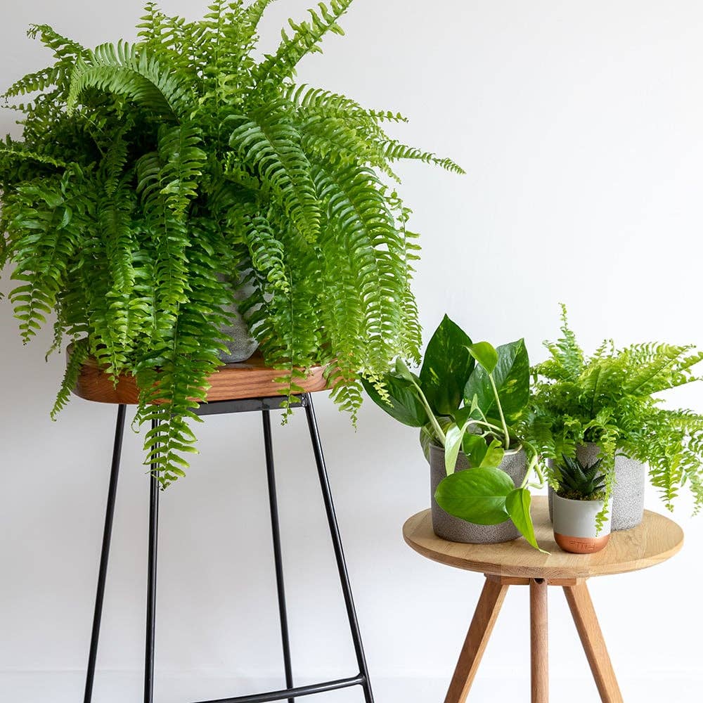 The Little Botanical – wholesale Live plant – British Grown Boston Fern8