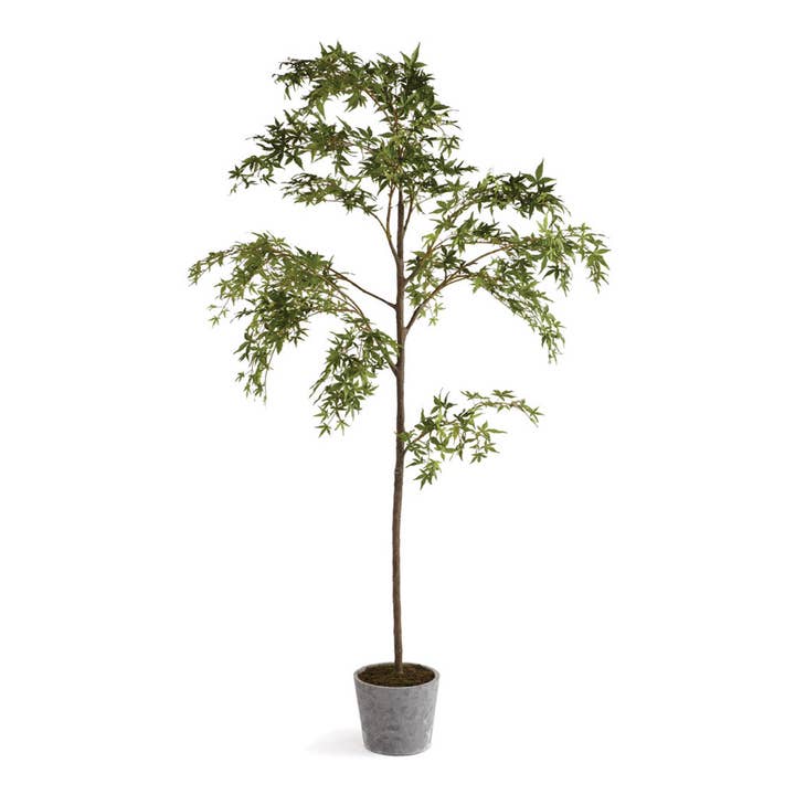 Maple Tree In Pot 84" for wholesale by Napa Home & Garden