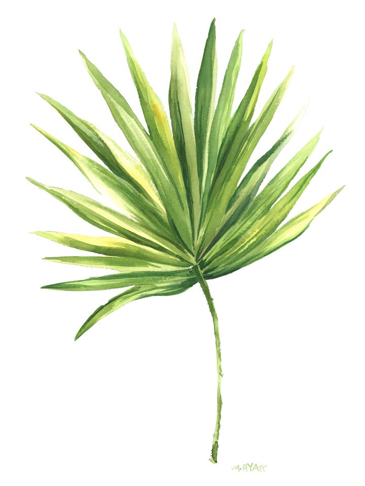 "Fan Palm" Giclee Print for wholesale by Melissa Hyatt