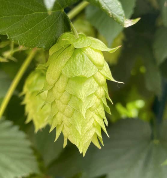 Stick Outside - Wholesale Sticker - Oregon Hop Sticker6