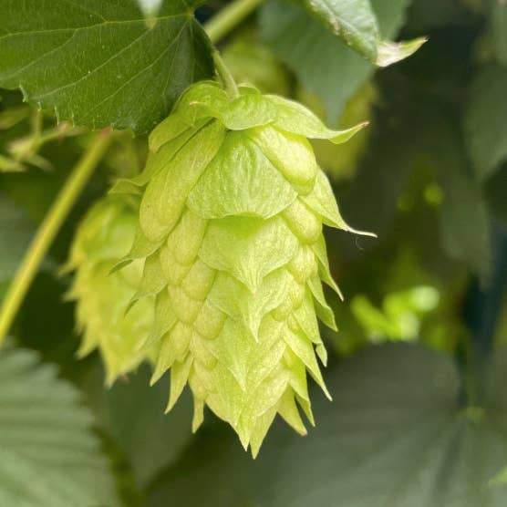 Stick Outside - Wholesale Sticker - Oregon Hop Sticker6