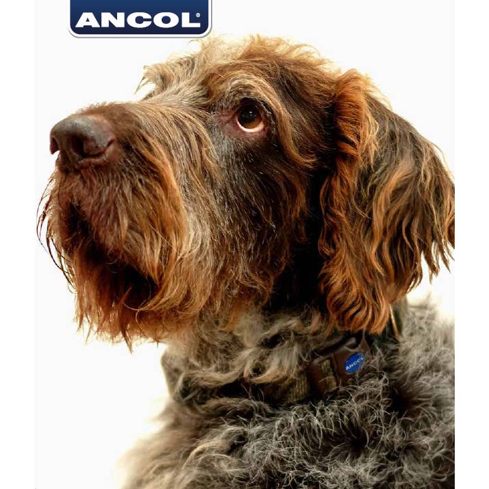Ancol Pet Products Ltd – coleira - Cão por atacado – Heritage Coleção Gola Herringbone4