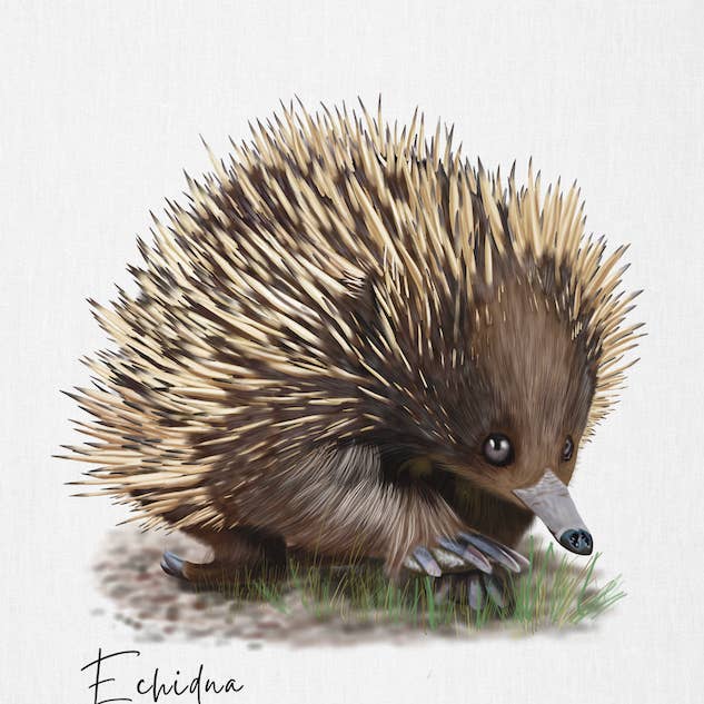 Asciugamano da cucina in cotone australiano Echidna Design per la vendita all'ingrosso da parte di Taylor Hill Scarves & Co