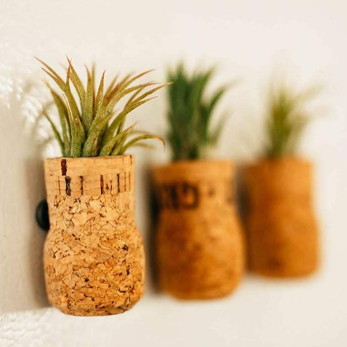 The Simply Crafty Shop - Wholesale Magnet - Magnetic Wine/ Champagne Cork Air Plant Holder20