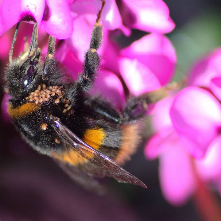 Impression A4 abeille rose pour la vente par Red Berry Photos