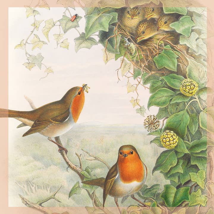 Greeting Card - Robins for wholesale by A Blackbird Sang