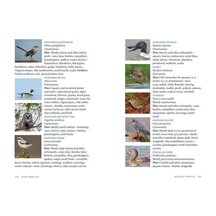 Mountaineers Books - Wholesale Nature & Outdoors - What Birds Eat3