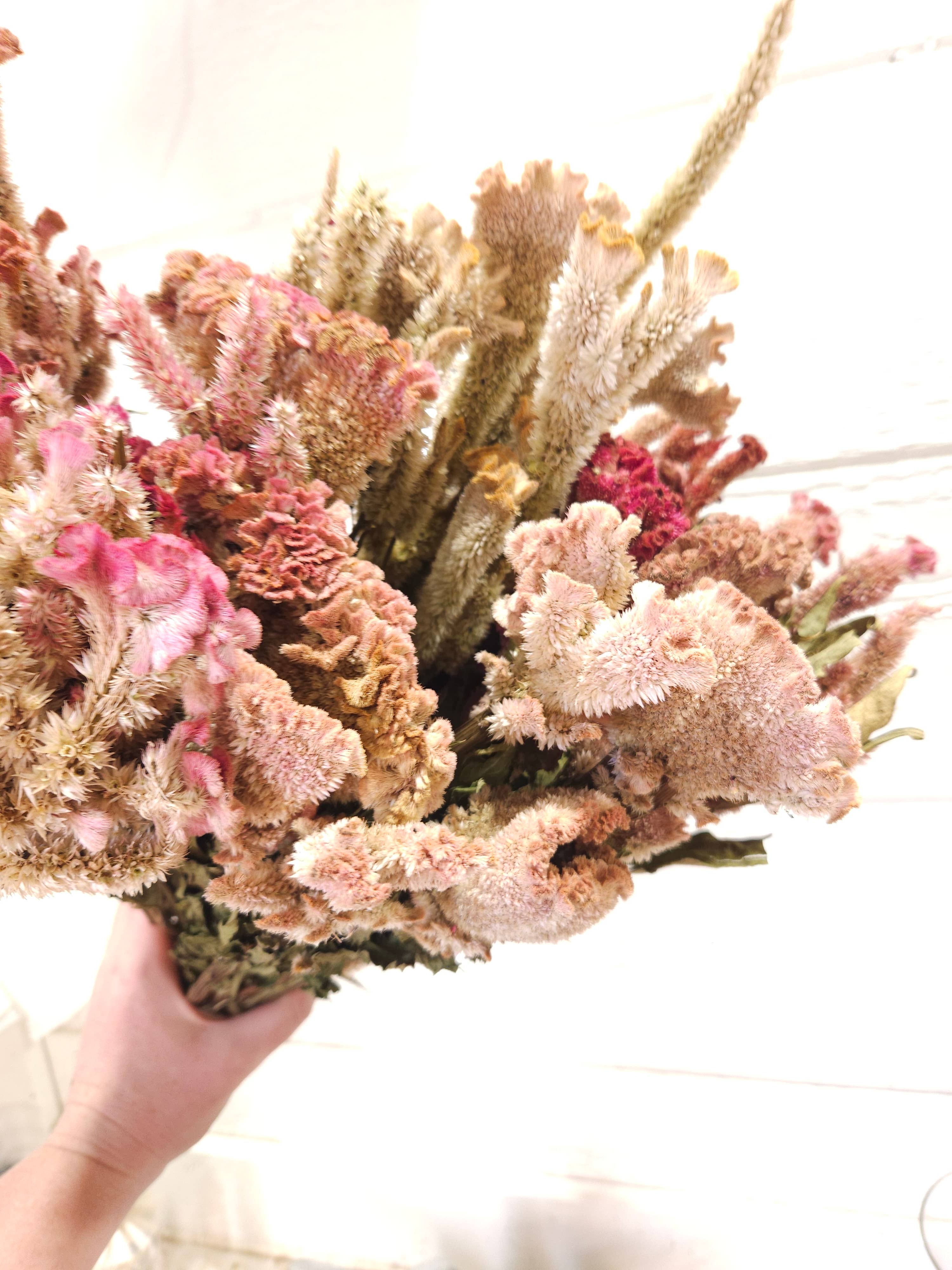 Alissas Flower Farm - Wholesale Dried/Pressed Flowers - Dried Celosia, Comb16