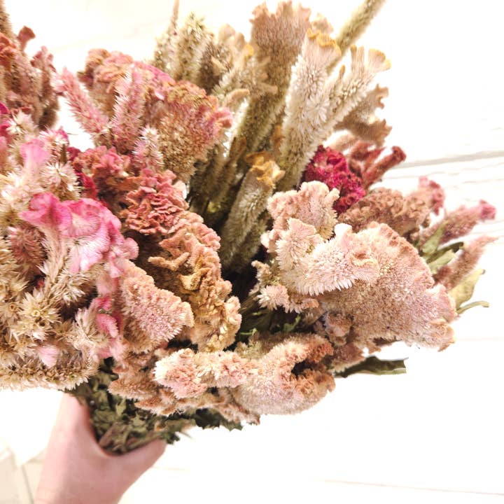 Alissas Flower Farm - Wholesale Dried/Pressed Flowers - Dried Celosia, Comb16