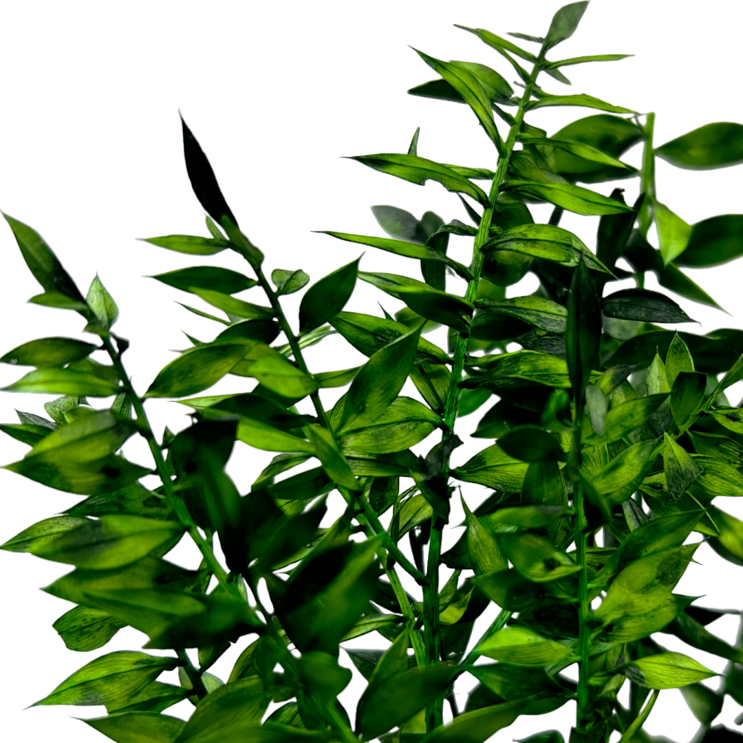 2626 Designs - Vendita all'ingrosso Piante artificiali - Ruscus conservato lungo 56-61 cm25