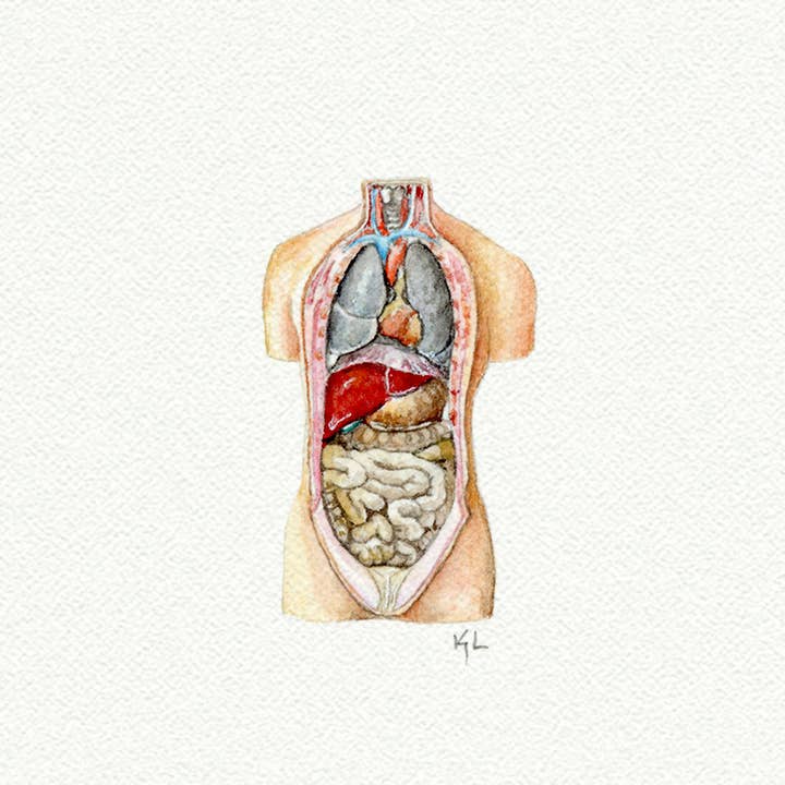 Stampa d'Arte - Dipinto ad Acquerello in Miniatura di Torso Umano per la vendita all'ingrosso da parte di Karen Libecap Tiny Paintings