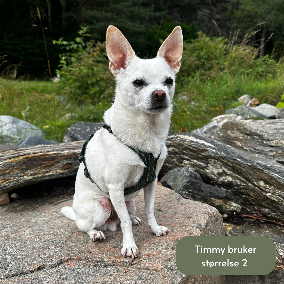 CityDogs - Vente Harnais – chien - CityDogs - Harnais Y rembourré ajustable pour chien4