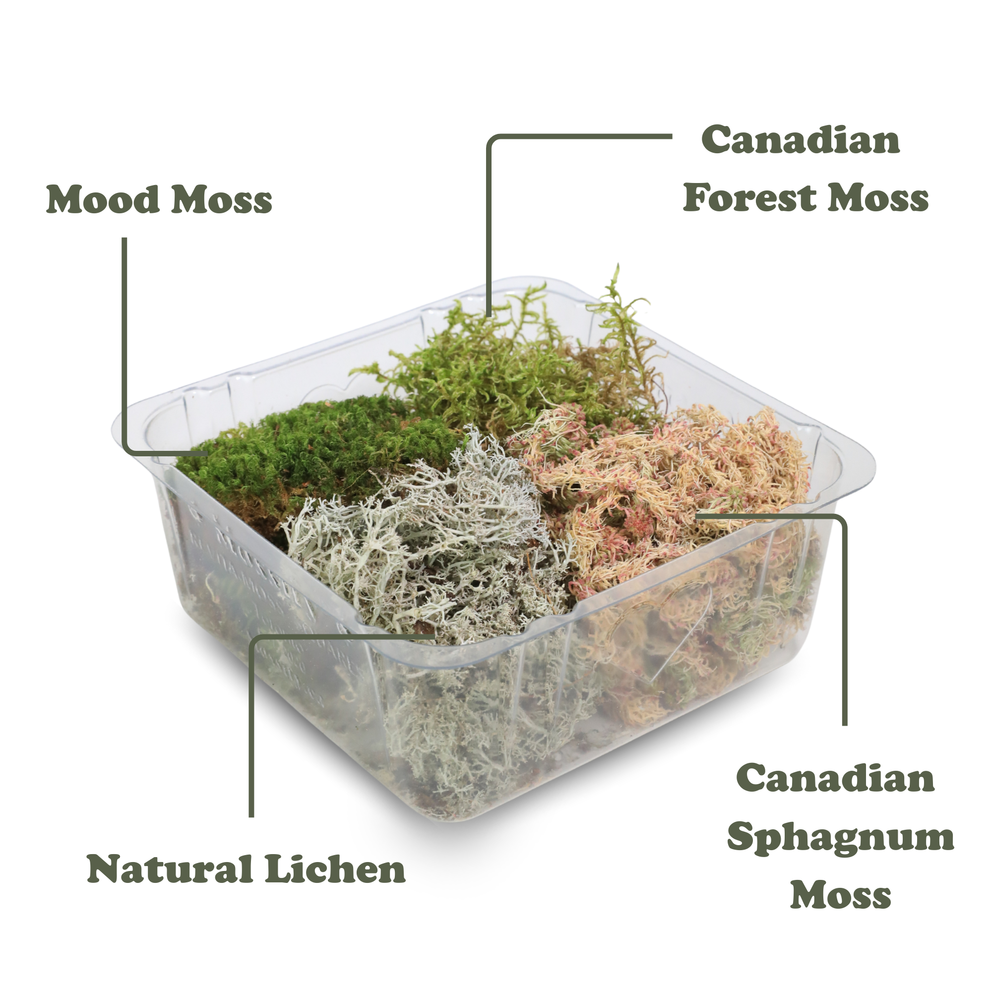 Mossify - Wholesale Live Plant - Revita-Moss Mixed Pack – 4 Species of live / dormant moss1