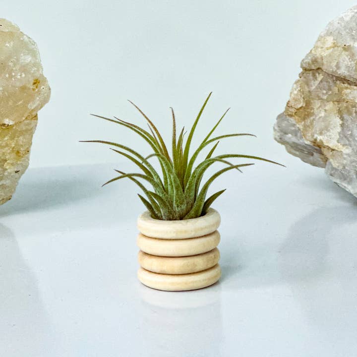 The Plant Supply - Wholesale Plant Pot - Air Plant Bubble Holder | Wooden Tiny Minimalist Pot