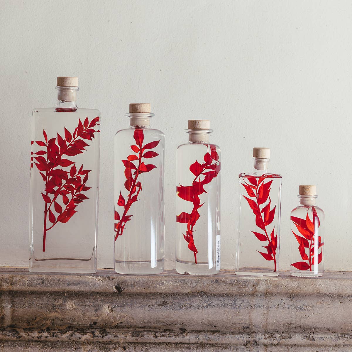 Theophile Berthon - Wholesale Live Plant - Red Ruscus Herbarium submerged plant1