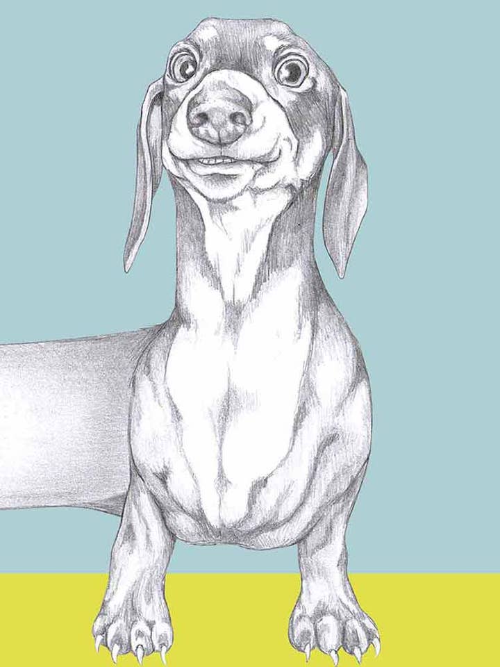 Dachshund for wholesale by I AM NIEN