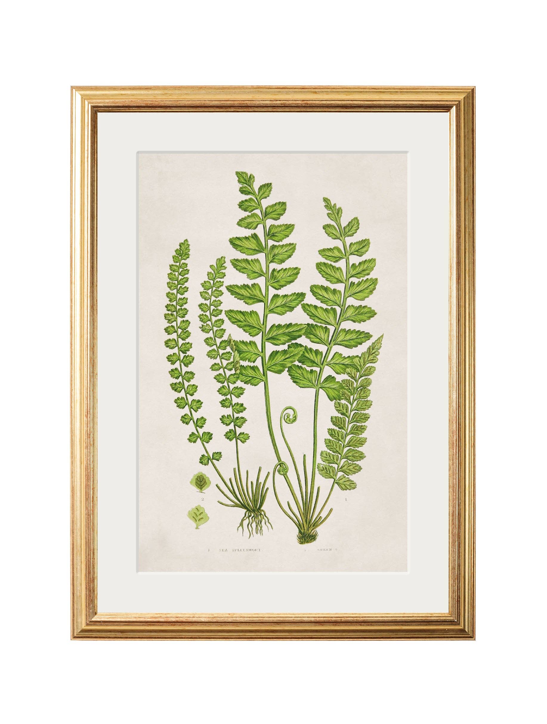 T A Interiors Wall Art & Mirrors – wholesale Gallery wall set – Collection of 6 Ferns6