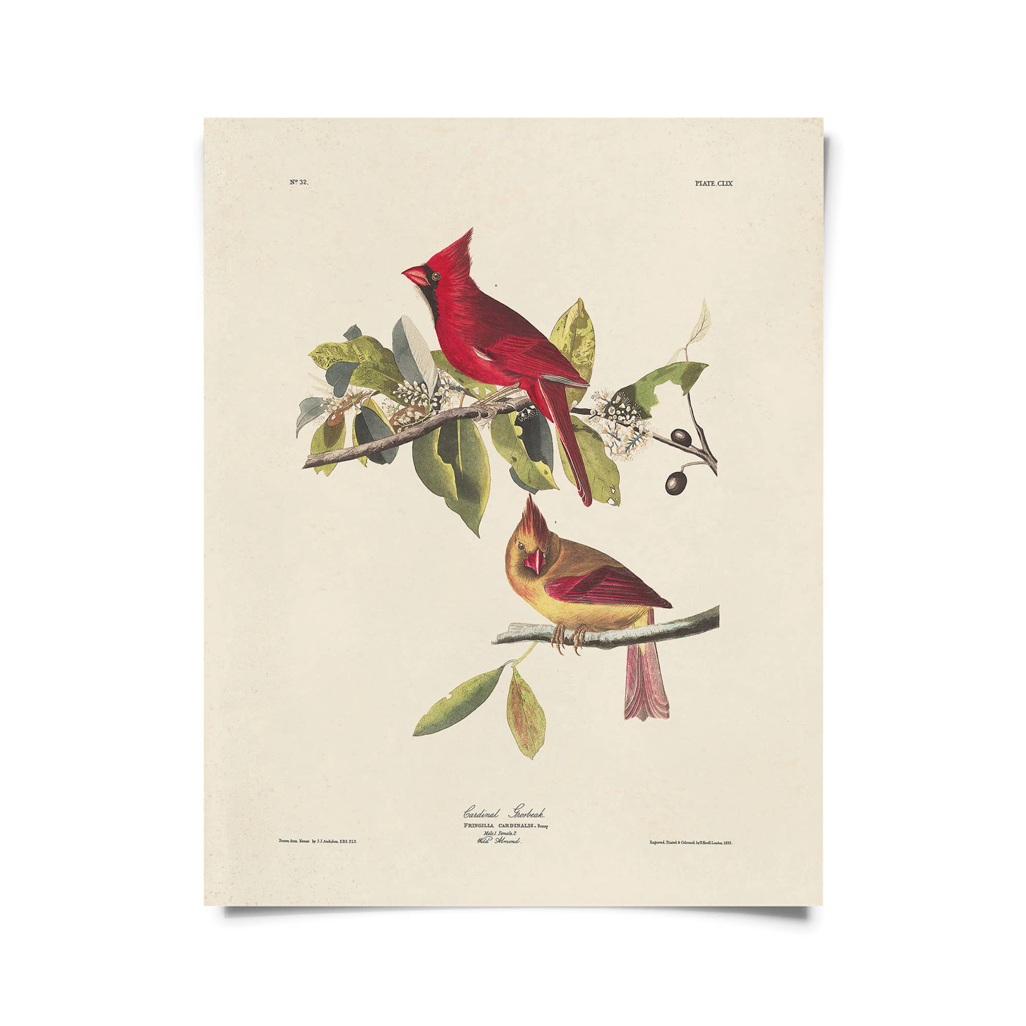 Curious Prints – wholesale Konsttryck – Vintage Audubon Cardinal Bird Print w/valfri ram