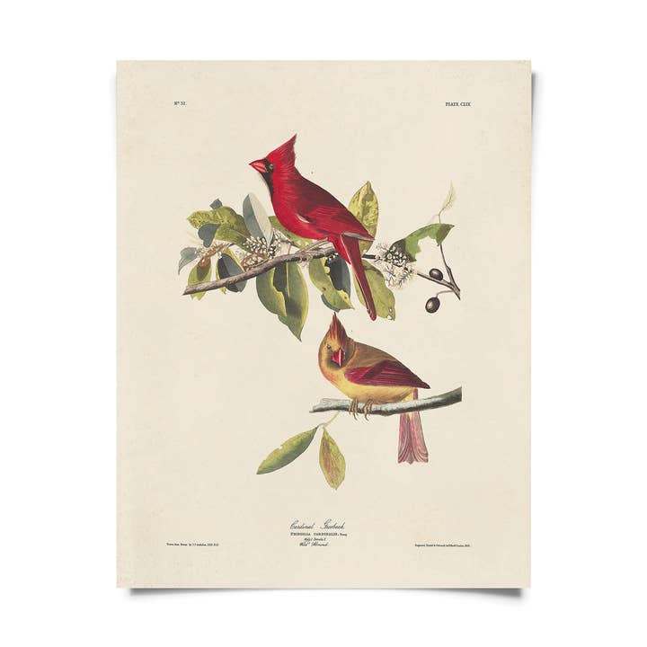 Curious Prints – wholesale Konsttryck – Vintage Audubon Cardinal Bird Print w/valfri ram0