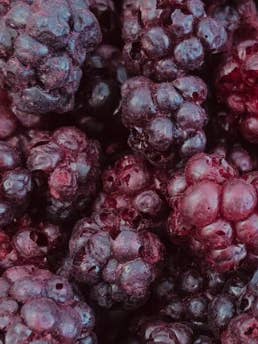 Freeze-Dried Blackberries – 100% Real Fruit | Frost Freeze  for wholesale by Frost Freeze Candy