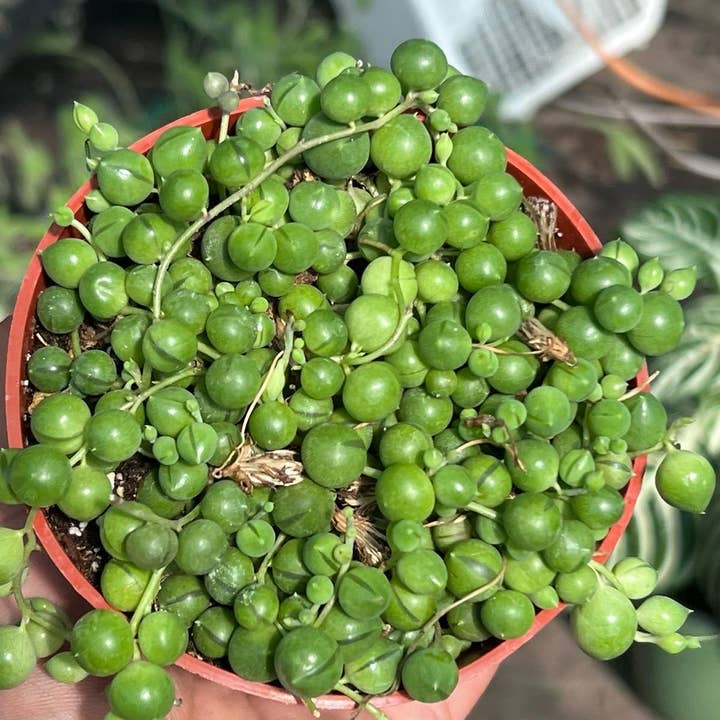 Nanu's Nursery - Wholesale Succulent - String of Pearls | Live Succulent Plant | 4 inch pot