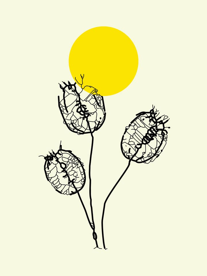 SONNIG II für den Großhandel von Kyriakos Papadopoulos