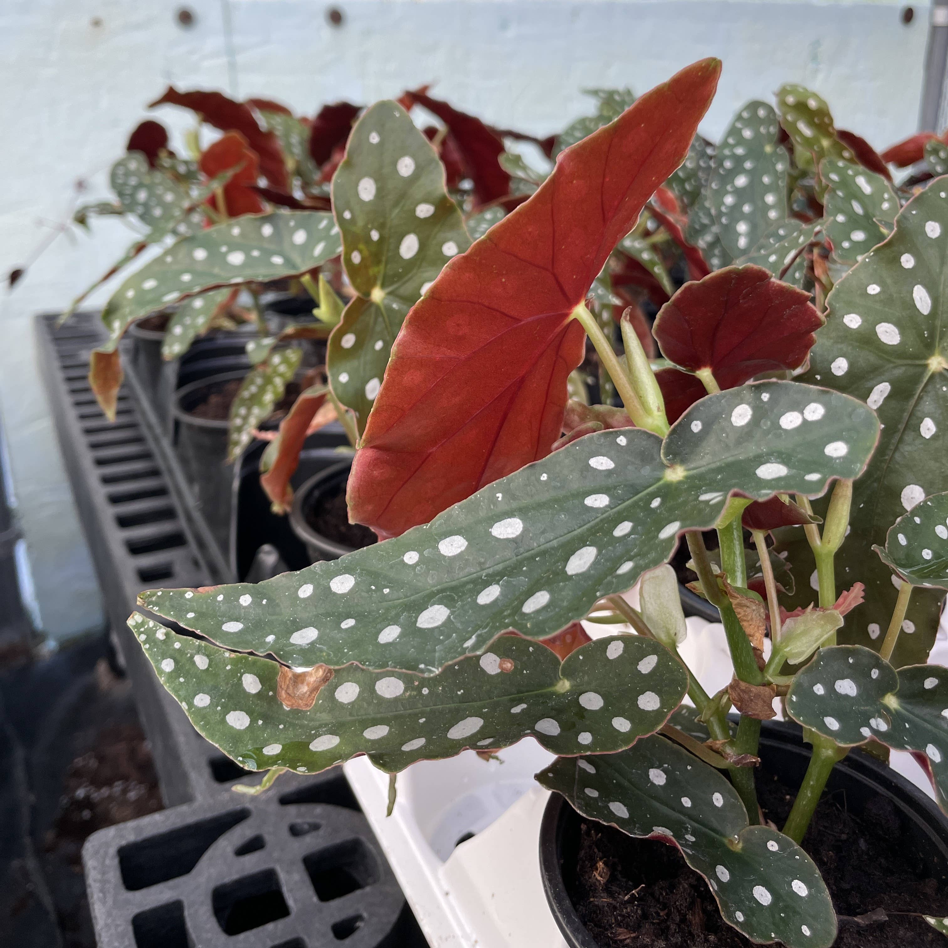 Thorsen's Greenhouse - Wholesale Live Plant - Begonia Maculata - Polka Dot Plant - 4" Live Plant5
