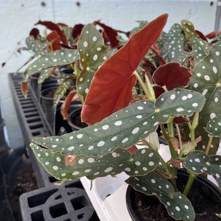 Thorsen's Greenhouse - Wholesale Live Plant - Begonia Maculata - Polka Dot Plant - 4" Live Plant5