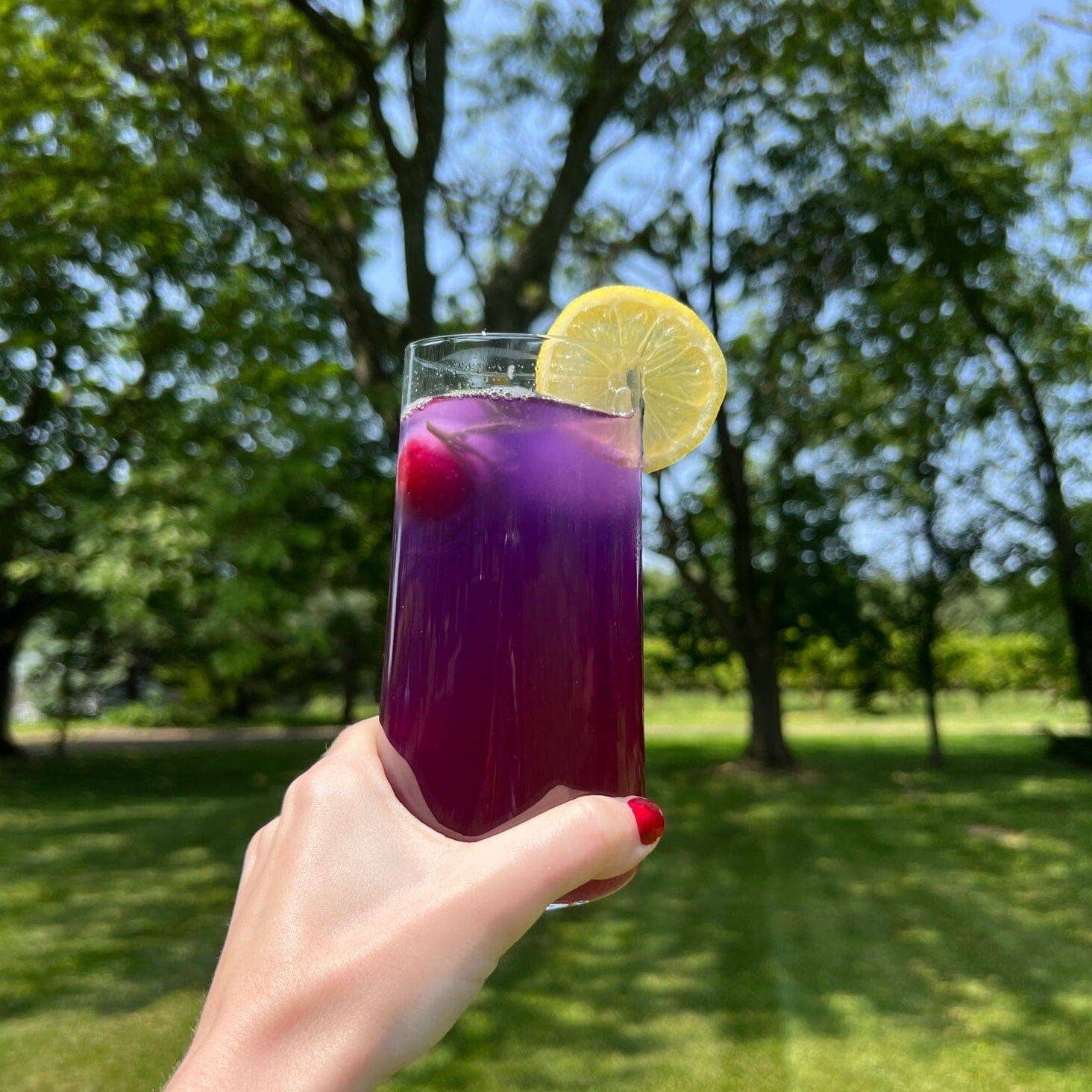 Bee Inspired - Wholesale Loose Tea - Blue Butterfly Tea | Loose-Leaf Butterfly Pea Flower Tea7