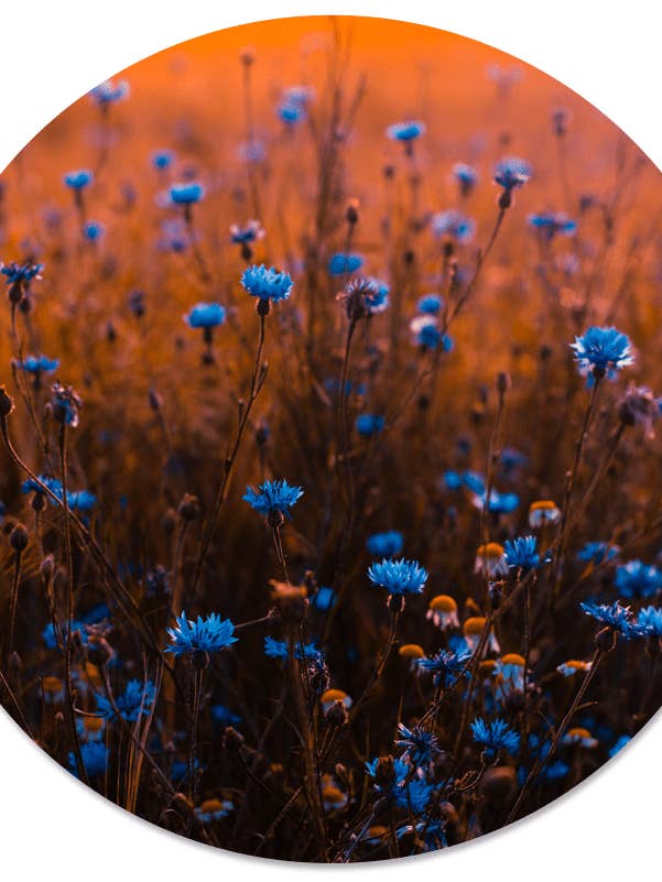 Muurcirkel blue dream for wholesale by Label2X B.V.