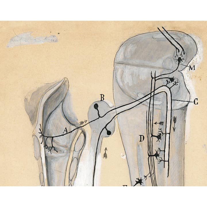 Rock Paper Scissors Wall Art – Engroshandel Kunsttryk – Vintage anatomi tegning | Santiago Ramón y Cajal | Antik anatomisk illustration | Neurovidenskab og biologi kunst | Spansk kunstner2