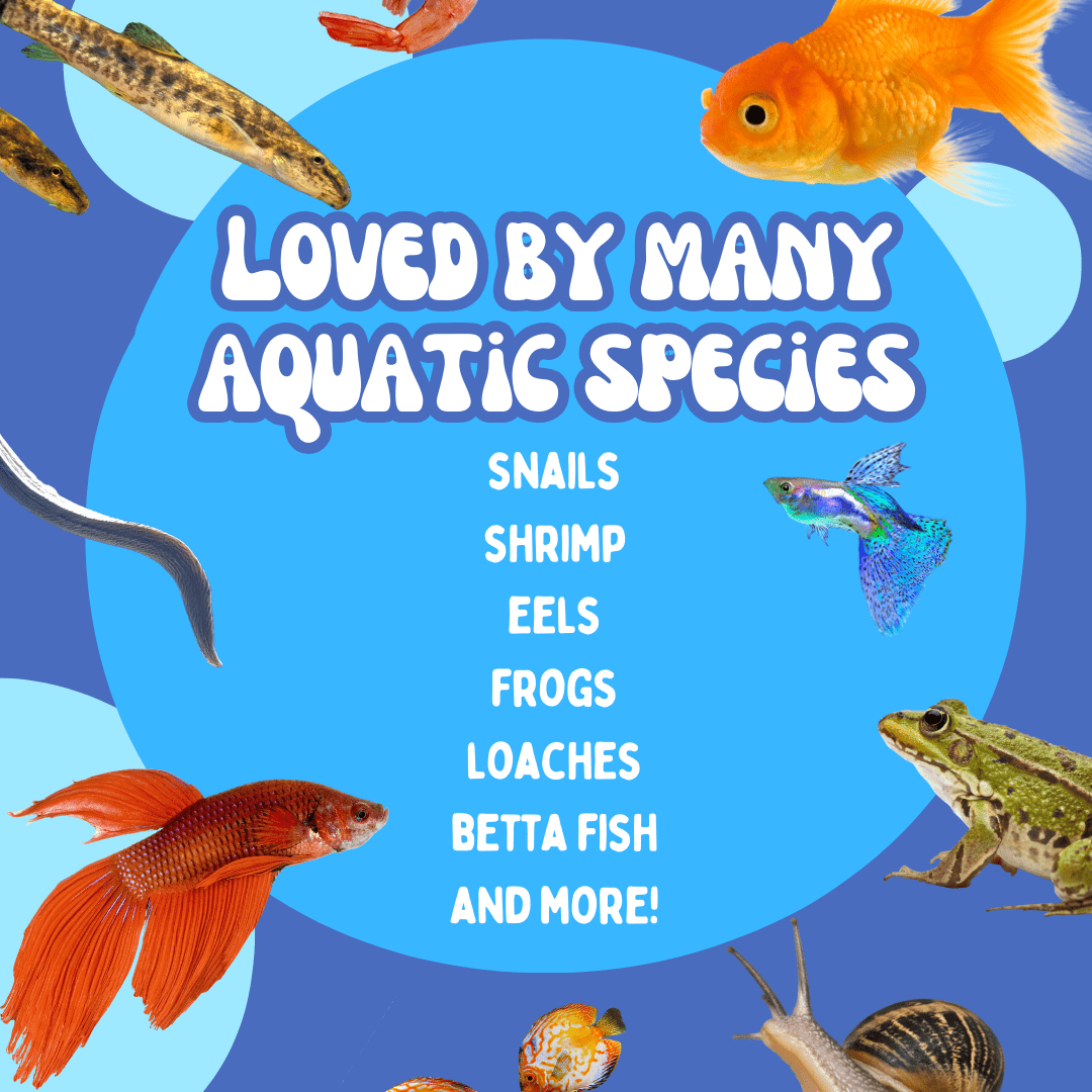 Chatelet - Wholesale Pet Toy - Not Cat/Dog - Aquarium or Terrarium Pocket Cave | Minimalist Shelter Cave for Fish, Shrimp, Reptiles, Amphibians, & More!6