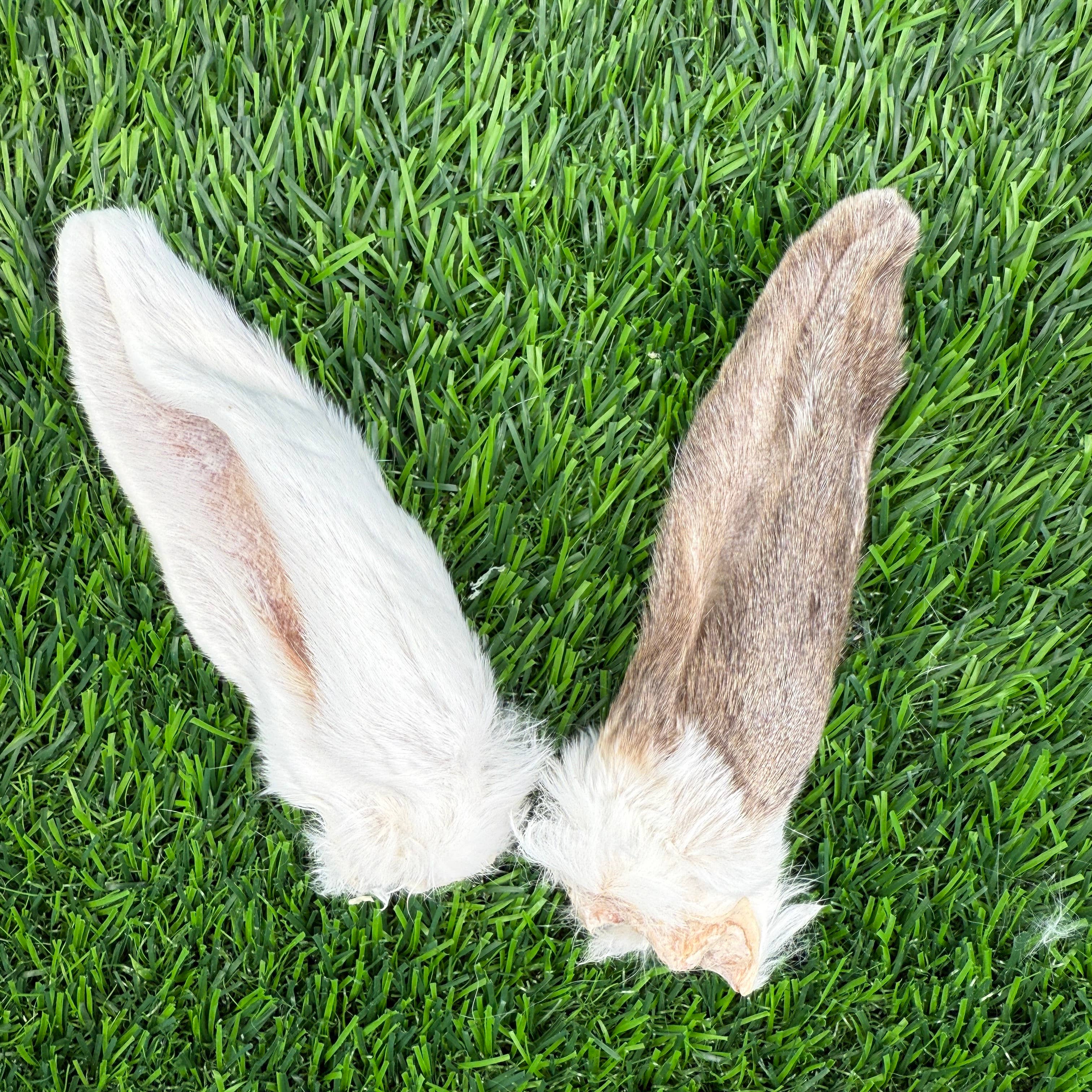 Golden Nibbles - Wholesale Pet Treats - Dog - Rabbit Ears - Bag of 8 - Freeze-Dried Treat/Chew for Dogs & 5