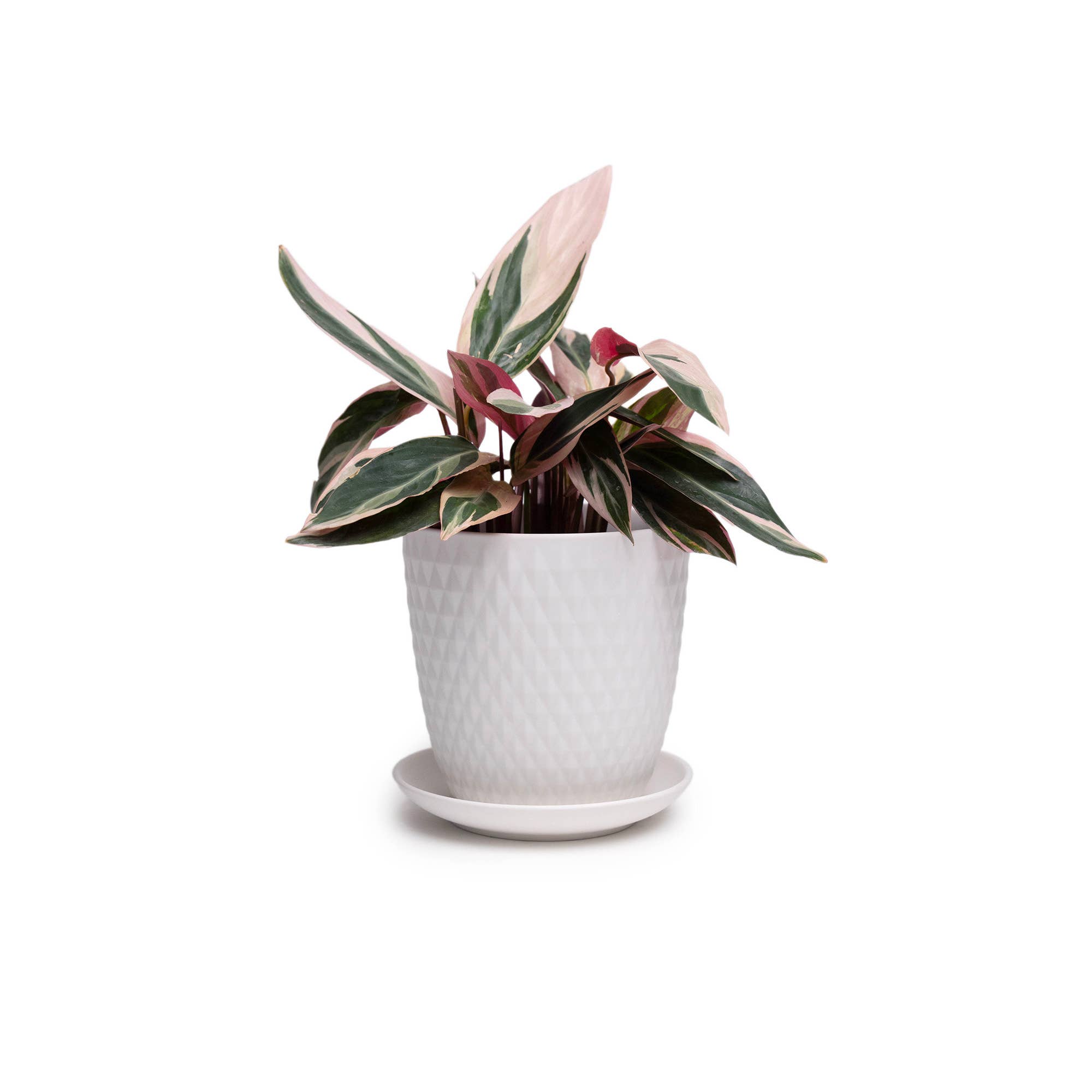 Chive - Wholesale Plant Pot - Handmade Ceramic Virago Pots | Artisan Plant Planters55