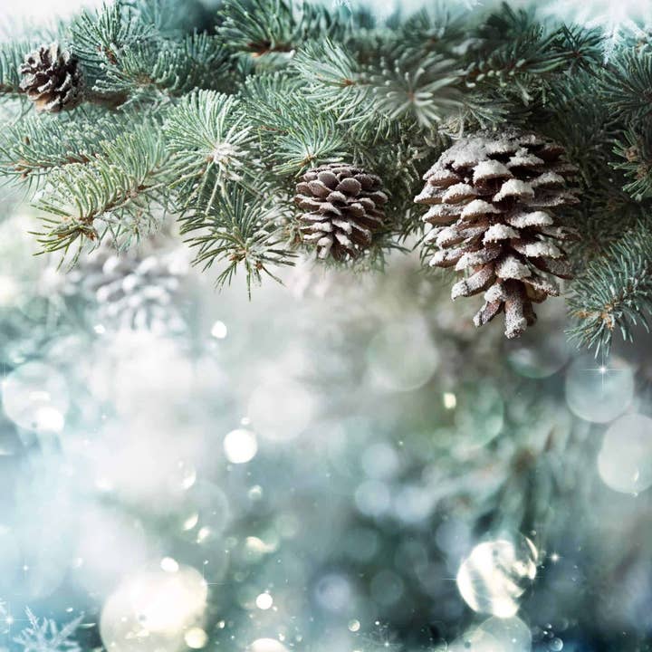 Óleo de Fragrância Frosted Pine por atacado de Fizzy Whiz