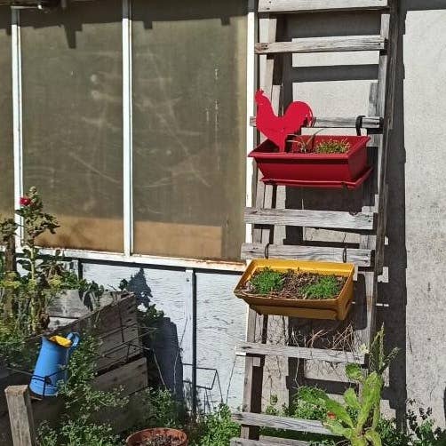 IDfer - Wholesale Outdoor Ornament/Decor - Rooster Mister Panache