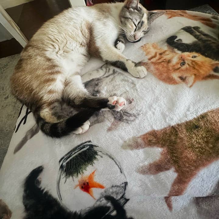 BRIEF INSANITY - Wholesale Throw Blanket - Life Is Better With A Cat Throw Blanket
