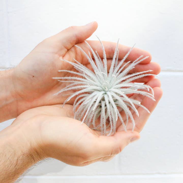 Air Plant Shop - Wholesale Live Plant - Extra Large Tillandsia Tectorum Ecuador Air Plant9