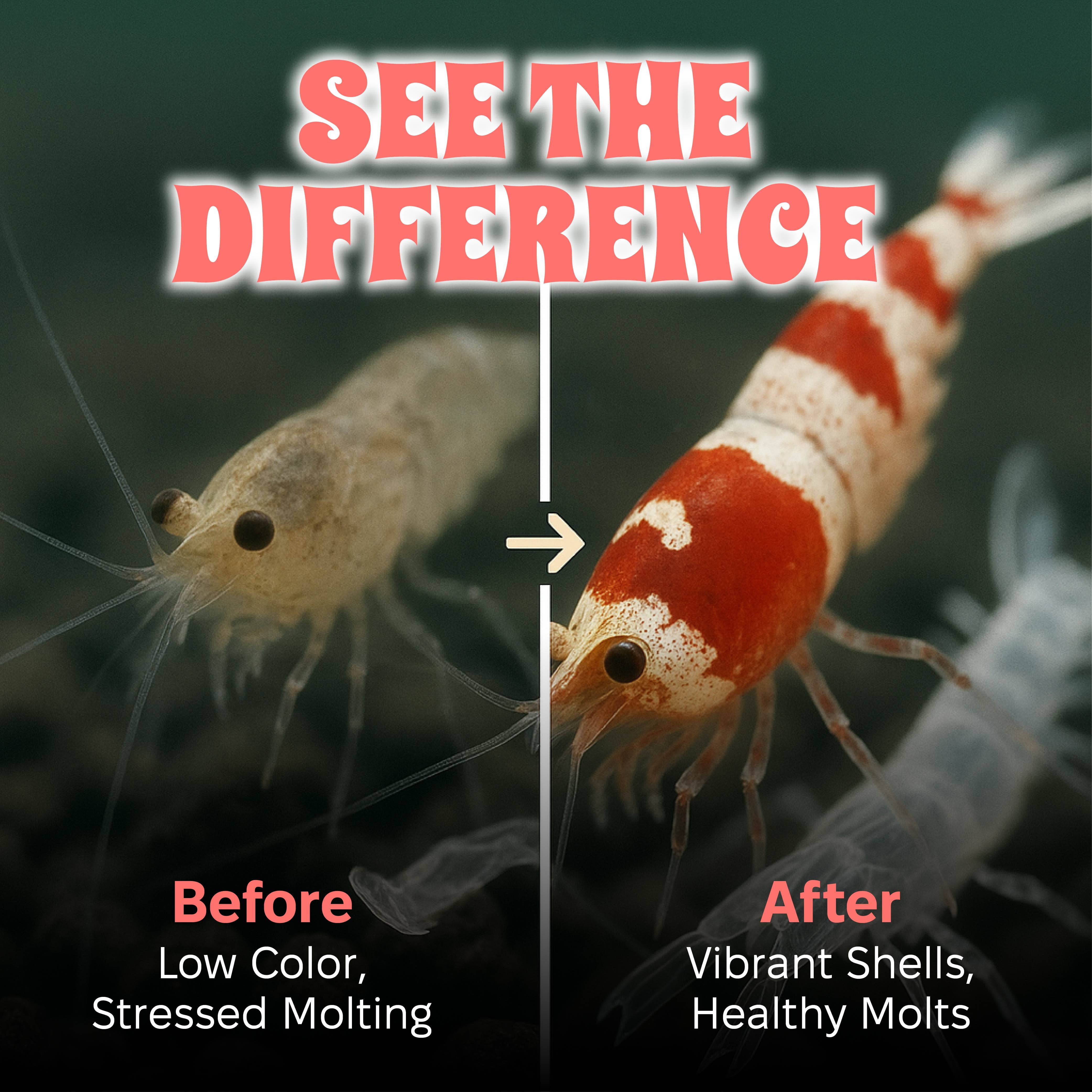 Snout and Shell - Wholesale Pet Food - Not Cat/Dog - Bee Pollen Nuggets for Shrimp Tanks4