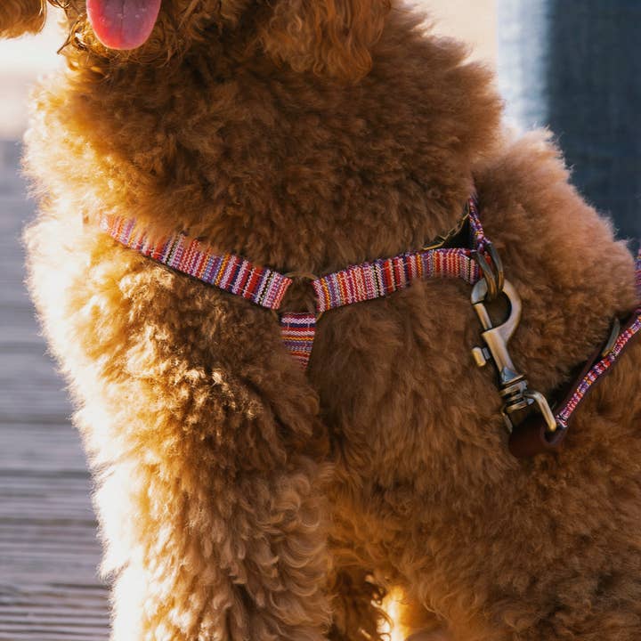 Toby harness for wholesale by Ladran Gaucho