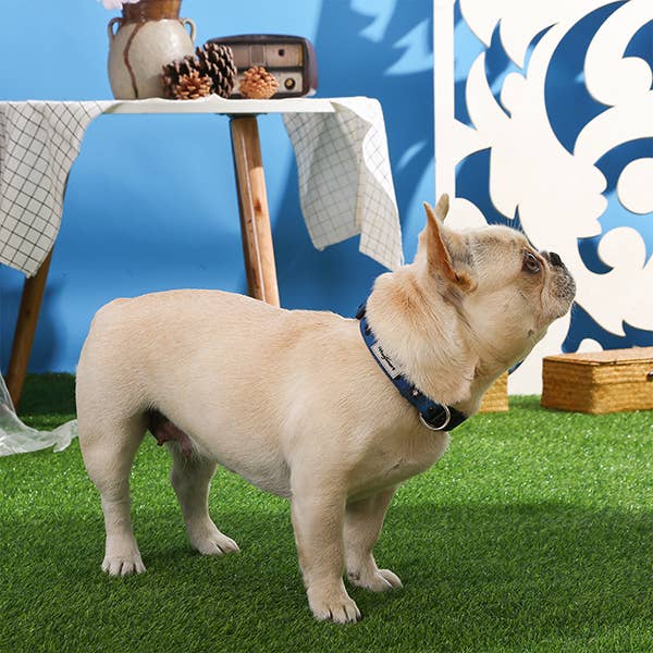 Hugsmart Products Inc - Wholesale Pet Collar - Dog - HugSmart Pet - Dog Collar | Cherry Boom3