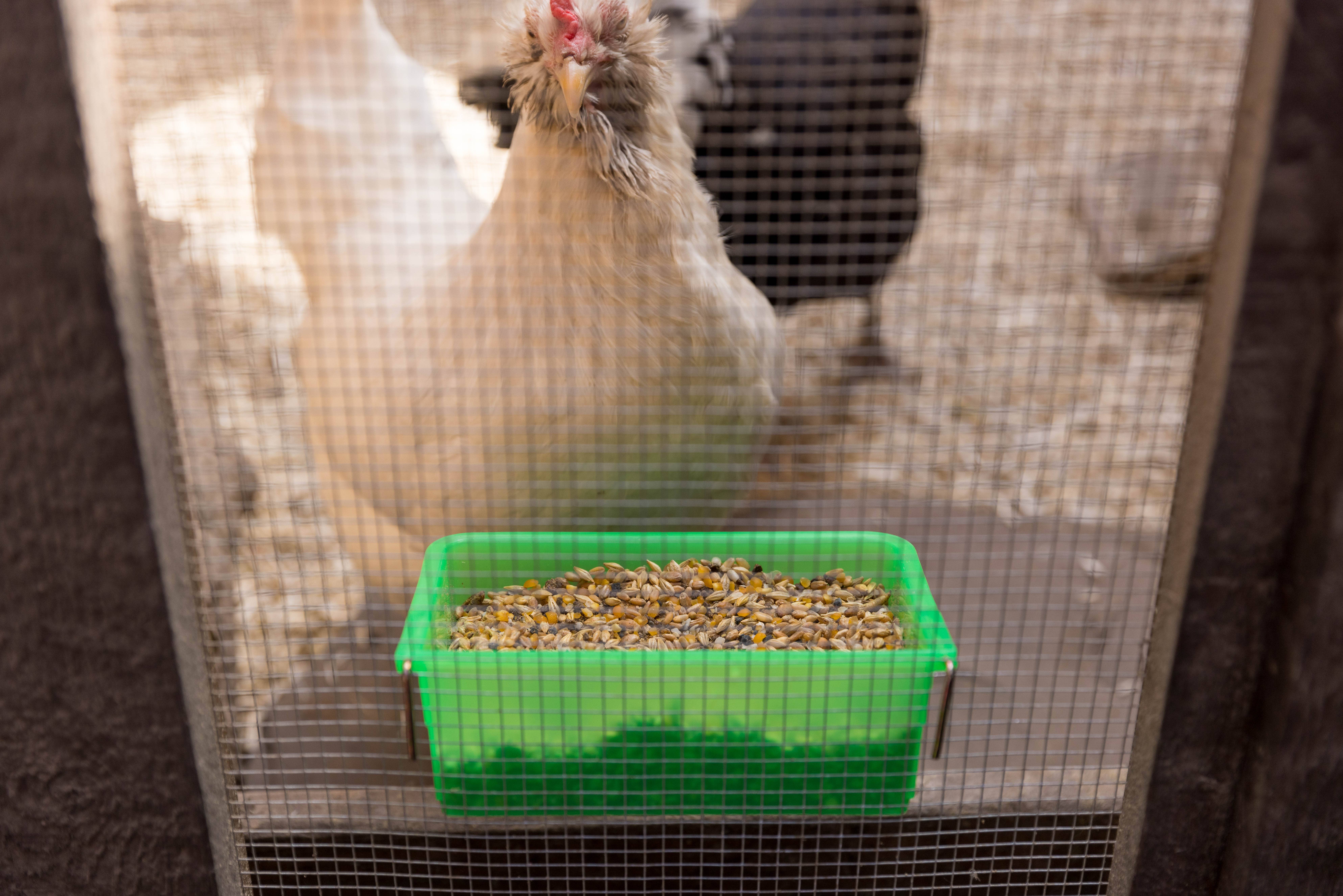 My Favorite Chicken - Venta al por mayor Comedero - Gatos y perros - Vaso para gallinero, 800 ml/27 oz, verde, con alimentador colgante en forma de jaula2