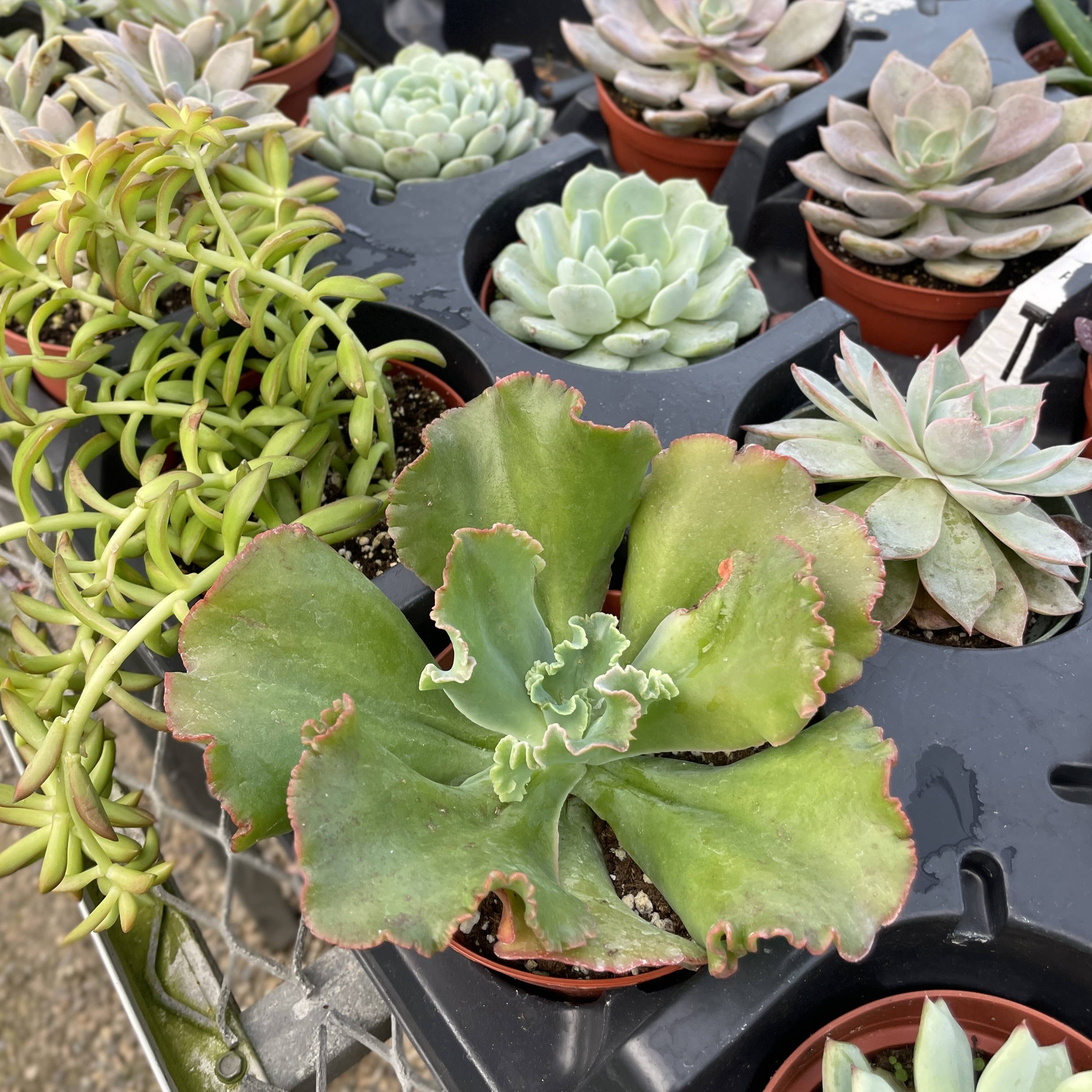 Thorsen's Greenhouse - Vente Plante - Plante Grasse Variée - Plante Vivante2