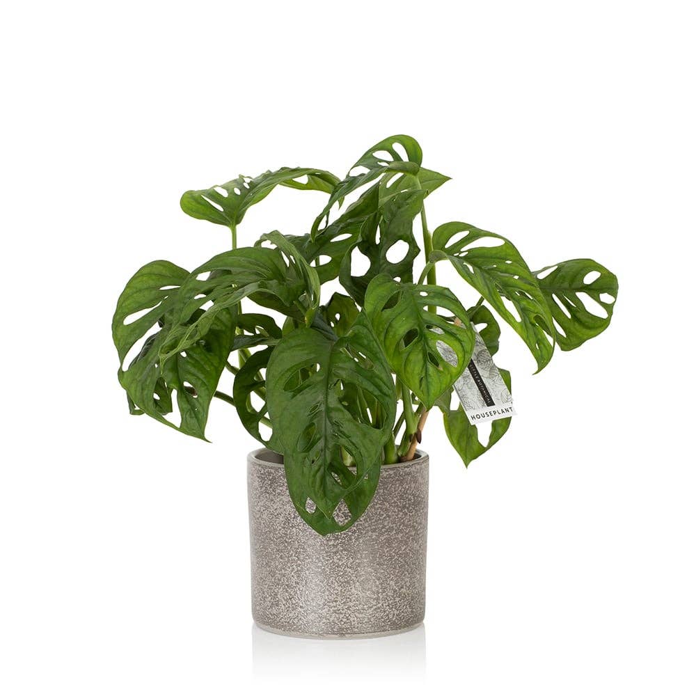 The Little Botanical – wholesale Live plant – Monstera Monkey Leaf 🐒0