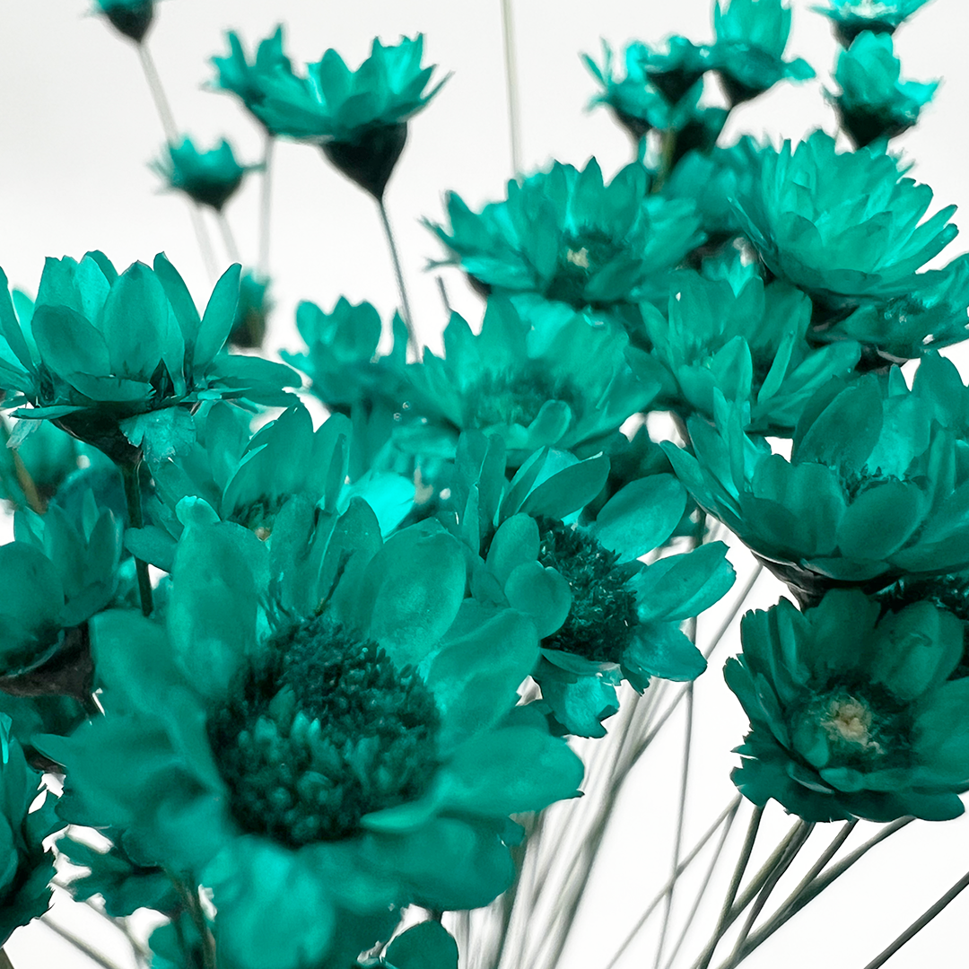 2626 Designs - Vendita all'ingrosso Fiori finti - Fiore Piccola Stella Preservato, 40-50 cm di lunghezza0