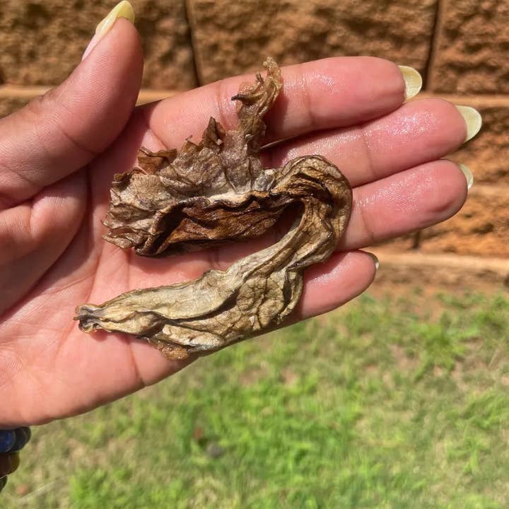 IAMOH Herbals - Wholesale Herbs - “Duck Flower”Flor De Pato/Palo Guaco