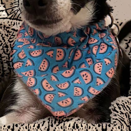 Collier pour chien et sacs à friandises assortis dans une boîte de comptoir - 4 tailles pour la vente par Secret Projects