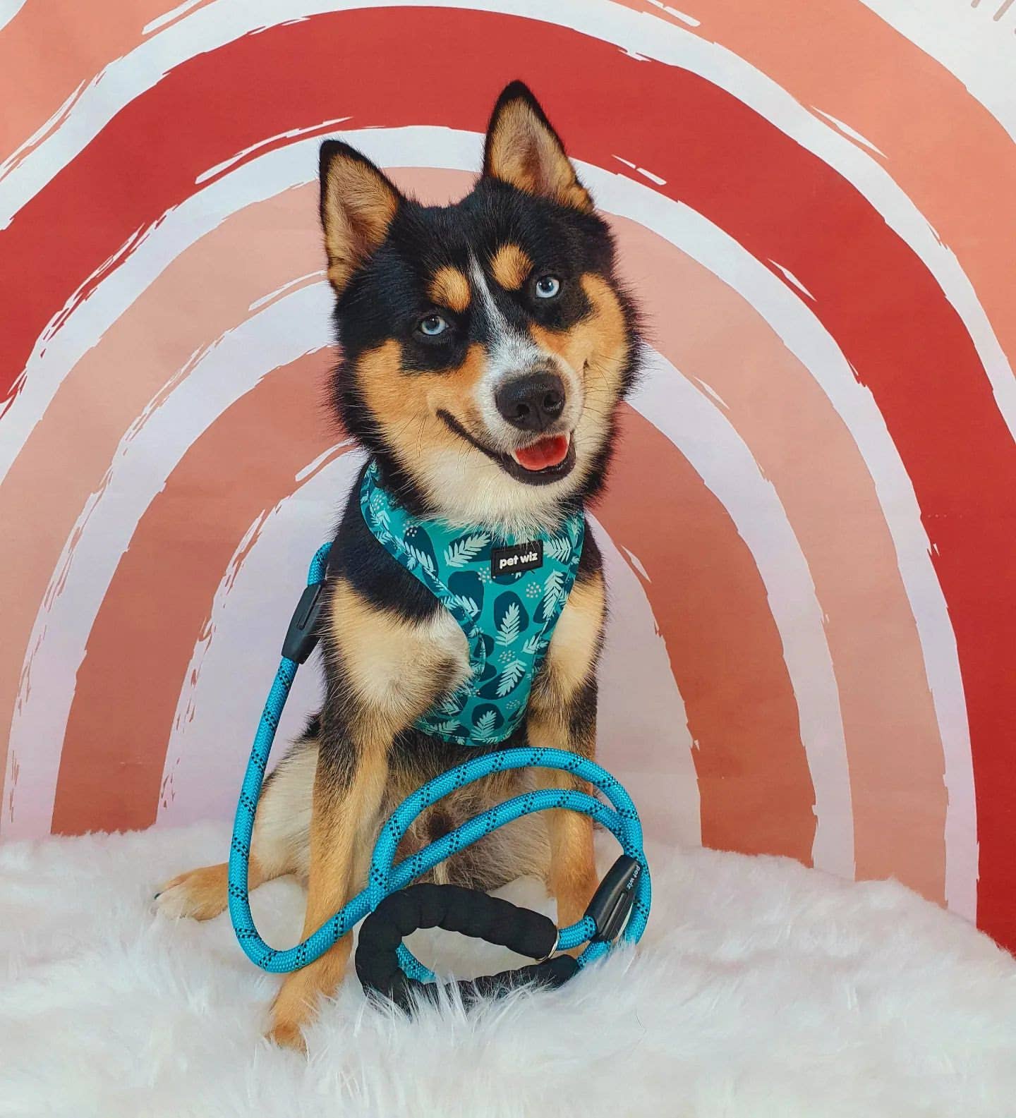 Pet Wiz - Wholesale Pet Leash - Dog - Reflective Dog Rope Lead With Padded Handle8