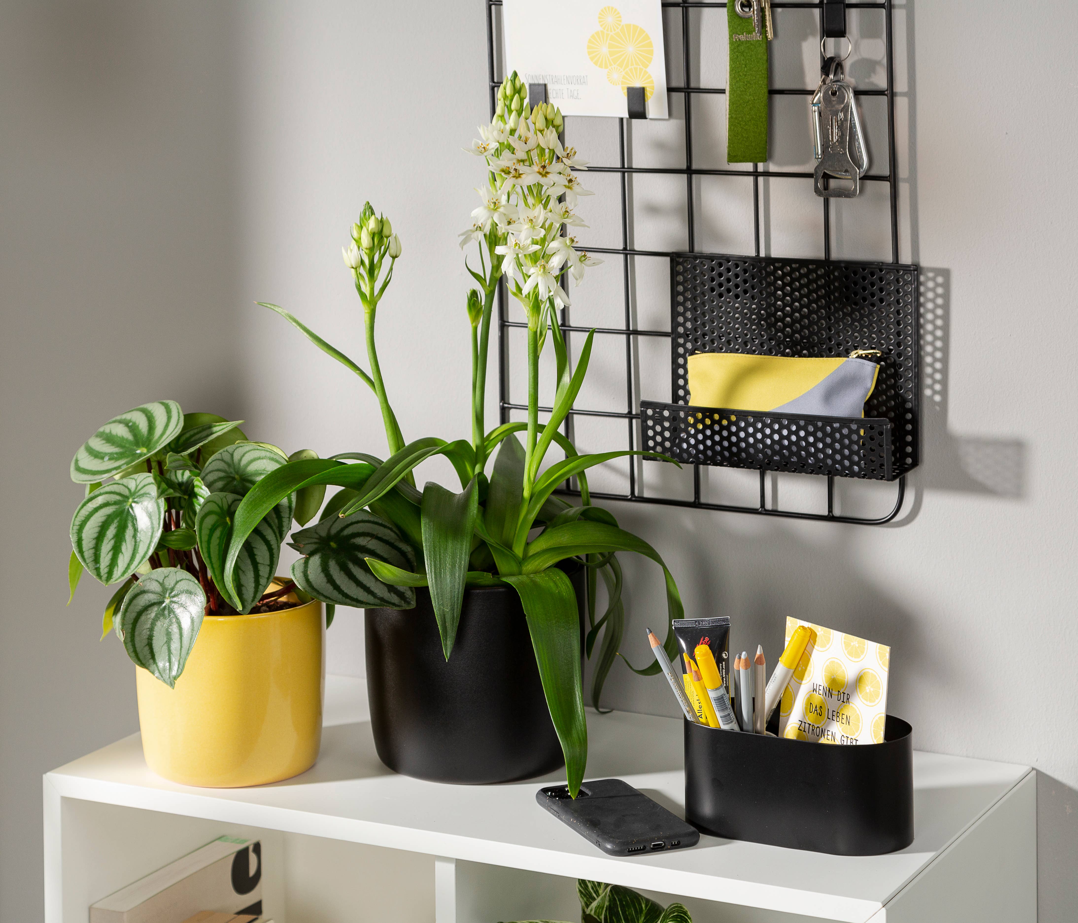 Scheurich - Wholesale Plant Pot - Set of 2 Solido 900 ceramic planters2