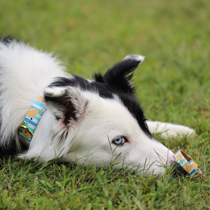 Friendship Collar – wholesale Pet collar – Dog – Pina Collarda5